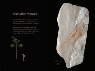 CORDAITES HISLOPII
As Cordaitales viveram somente no Paleozoico
(541 a 252 milhões de anos atrás) e possuem
parentesco com os atuais pinheiros e araucárias.
Acredita-se que seu tamanho variava desde
arbustos até árvores de médio porte e eram
encontradas próximos aos corpos d’água, nas
matas de galeria do Rio Grande do Sul.
1cm
Cordaites hislopii
44
 