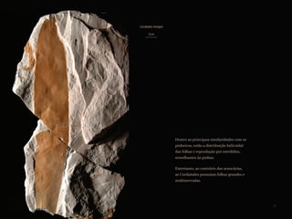 Dentre as principais similaridades com os
pinheiros, estão a distribuição helicoidal
das folhas e reprodução por estróbilos,
semelhantes às pinhas.
Entretanto, ao contrário das araucárias,
as Cordaitales possuíam folhas grandes e
multinervadas.
1cm
Cordaites hislopii
45
 