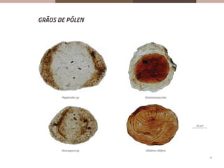 GRÃOS DE PÓLEN
20 μm
Peppersites sp. Striomonosaccites
Vesicaspora sp. Vittatina vittifera
Grãos de pólen
Tétrade de Lundbla
Cirratrirad
20 μm
Peppersites sp. Striomonosaccites
Vesicaspora sp. Vittatina vittifera
Grãos de pólen
Tétrade de Lundb
Cirratrirad20 μm
Peppersites sp. Striomonosaccites
Vesicaspora sp. Vittatina vittifera
Grãos de pólen
Tétrade d
20 μm
Peppersites sp. Striomonosaccites
Vesicaspora sp. Vittatina vittifera
Grãos de pólen
Tétrade
Peppersites sp.
Vesicaspora sp. Vittatina vittifera
Striomonosaccites
20 µm
47
 