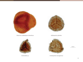 20 μm
Tétrade de Lundbladispora riobonitensis Vallatisporites splendens
Cirratriradites sp. Cristatisporites morungavensis
Esporos
saccites
vittifera
20 μm
Tétrade de Lundbladispora riobonitensis Vallatisporites splendens
Cirratriradites sp. Cristatisporites morungavensis
Esporos
Vallatisporites splendensTétrade de Lundbladispora riobonitensis
20 μm
Tétrade de Lundbladispora riobonitensis Vallatisporites splendens
Cirratriradites sp. Cristatisporites morungavensis
Esporos
accites
vittifera
20 μm
Tétrade de Lundbladispora riobonitensis Vallatisporites splendens
Cirratriradites sp. Cristatisporites morungavensis
Esporos
Cirratriradites sp. Cristatisporites morungavensis
20 µm
49
 