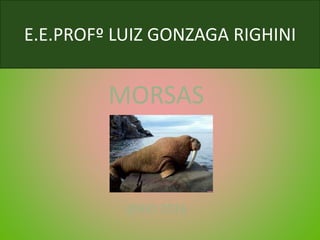 E.E.PROFº LUIZ GONZAGA RIGHINI
MORSAS
@BIO 2016
 