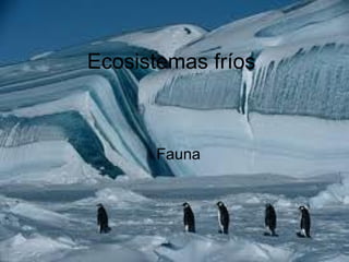 Ecosistemas fríos



      Fauna
 
