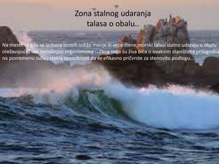 Zona stalnog udaranja 
talasa o obalu.. 
Na mestima gde se iz mora strmih izdižu manje ili vece stene,morski talasi stalno udaraju o obalu 
otežavajući život tamošnjim organizmima ...Zbog toga su živa bića u ovakvim staništima prilagodila 
na povremenu sušu i stekla sposobnost da se efikasno pričvrste za stenovitu podlogu... 
 