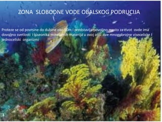 ZONA SLOBODNE VODE OBALSKOG PODRUCIJA 
Proteze se od povrsine do dubine oko 50m I predstavlja povoljno mesto za zivot ovde ima 
dovoljno svetlosti I kiseonika minelarnih materija u ovoj zoni zive mnogobrojne viseceliske I 
jednoceliski organizmi. 
 