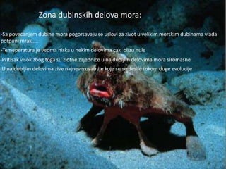 Zona dubinskih delova mora: 
-Sa povecanjem dubine mora pogorsavaju se uslovi za zivot u velikim morskim dubinama vlada 
potpuni mrak….. 
-Temeperatura je veoma niska u nekim delovima cak blizu nule 
-Pritisak visok zbog toga su ziotne zajednice u najdubljim delovima mora siromasne 
-U najdubljim delovima zive najneverovatnije koje su se desile tokom duge evolucije 
