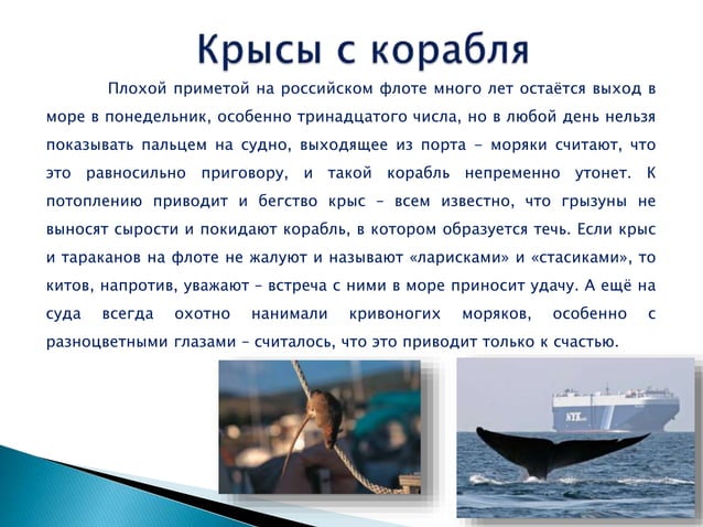 Ile żyją świnki Morskie Długowłose Morskie_traditsii.pptx