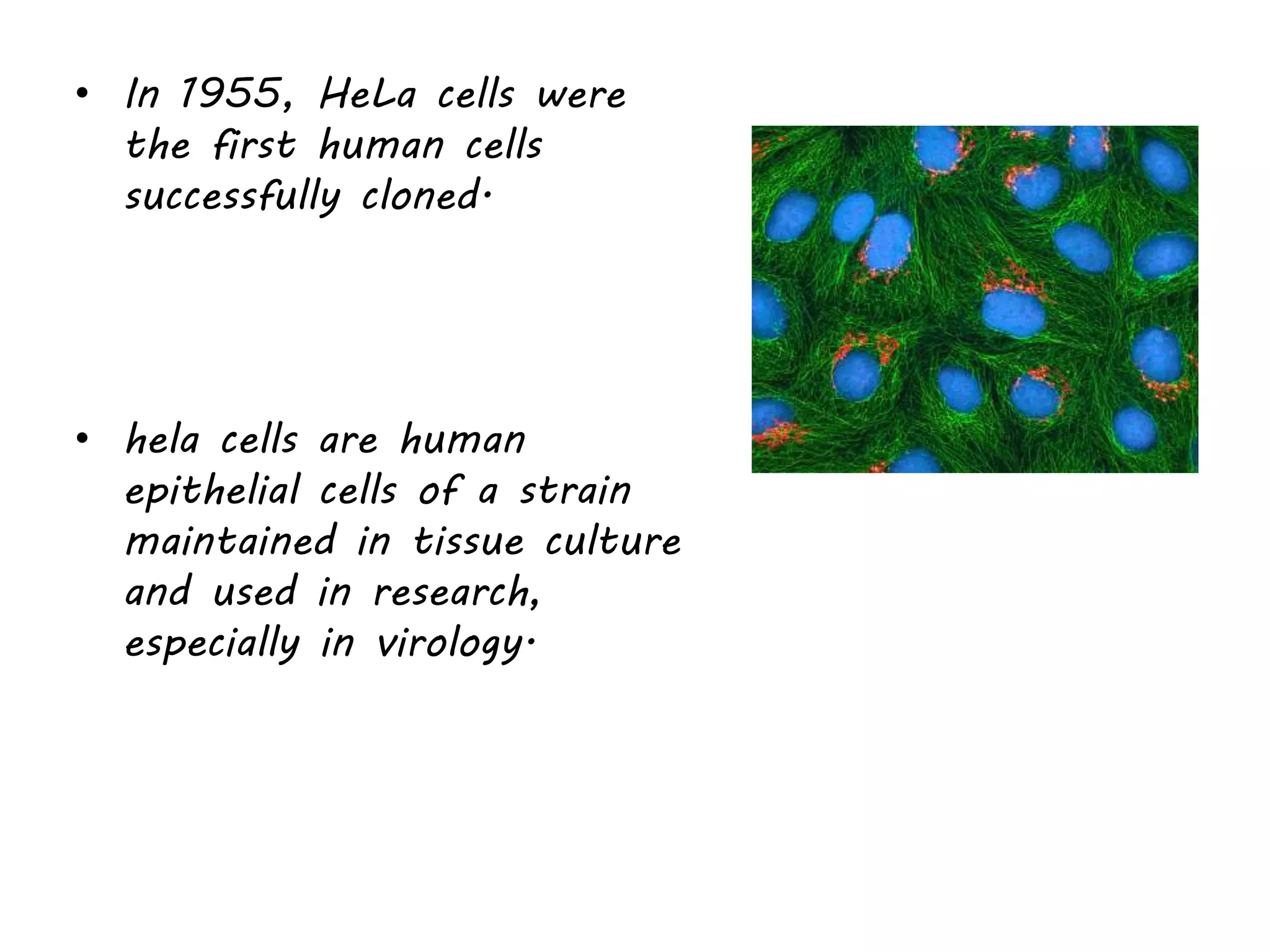• In 1955, HeLa cells were
the first human cells
successfully cloned.
• hela cells are human
epithelial cells of a strain
maintained in tissue culture
and used in research,
especially in virology.
 