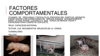 FACTORES
COMPORTAMENTALES

*CUANDO SE PROLONGA Y DIFICULTA EL PROCESO DEL PARTO EL NEONATO
PUEDE NACER CON CONDICIONES DE HIPOXIA AUNQUE APARENTEMENTE
SANO, LO QUE PUEDE LLEVARLO A QUE TENGA UN MENOR VIGOR Y
CAPACIDAD PARA COMPETIR CON ÉXITO.
*BAJA CAPACIDAD MATERNA
*EVITAR LOS MOVIMIENTOS BRUSCOS DE LA CERDA.
*CANIBALISMO
*PELEAS

 