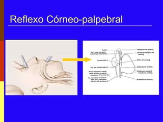 Reflexo Córneo-palpebral
 