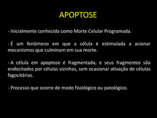 APOPTOSE
- Inicialmente conhecida como Morte Celular Programada.
- É um fenômeno em que a célula é estimulada a acionar
mecanismos que culminam em sua morte.
- A célula em apoptose é fragmentada, e seus fragmentos são
endocitados por células vizinhas, sem ocasionar ativação de células
fagocitárias.
- Processo que ocorre de modo fisiológico ou patológico.

 