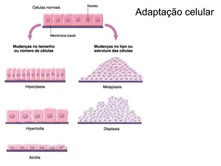 Adaptação celular

 