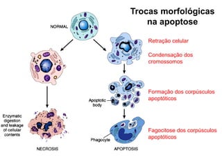 Trocas morfológicas
na apoptose
Retração celular
Condensação dos
cromossomos

Formação dos corpúsculos
apoptóticos

Fagocitose dos corpúsculos
apoptóticos

 
