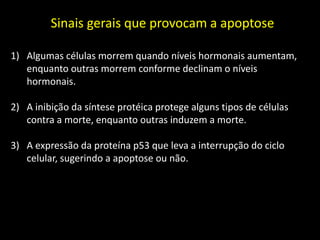Sinais gerais que provocam a apoptose
1) Algumas células morrem quando níveis hormonais aumentam,
enquanto outras morrem conforme declinam o níveis
hormonais.

2) A inibição da síntese protéica protege alguns tipos de células
contra a morte, enquanto outras induzem a morte.
3) A expressão da proteína p53 que leva a interrupção do ciclo
celular, sugerindo a apoptose ou não.

 