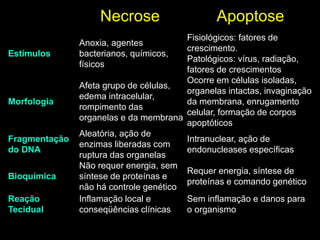 Necrose
Estímulos

Morfologia

Fragmentação
do DNA
Bioquímica
Reação
Tecidual

Apoptose

Fisiológicos: fatores de
crescimento.
Patológicos: vírus, radiação,
fatores de crescimentos
Ocorre em células isoladas,
Afeta grupo de células,
organelas intactas, invaginação
edema intracelular,
da membrana, enrugamento
rompimento das
celular, formação de corpos
organelas e da membrana
apoptóticos
Aleatória, ação de
Intranuclear, ação de
enzimas liberadas com
endonucleases específicas
ruptura das organelas
Não requer energia, sem
Requer energia, síntese de
síntese de proteínas e
proteínas e comando genético
não há controle genético
Inflamação local e
Sem inflamação e danos para
conseqüências clínicas
o organismo
Anoxia, agentes
bacterianos, químicos,
físicos

 