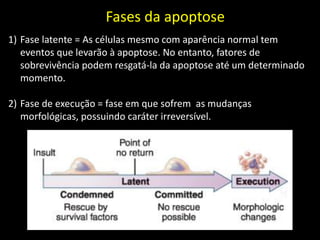 Fases da apoptose
1) Fase latente = As células mesmo com aparência normal tem
eventos que levarão à apoptose. No entanto, fatores de
sobrevivência podem resgatá-la da apoptose até um determinado
momento.
2) Fase de execução = fase em que sofrem as mudanças
morfológicas, possuindo caráter irreversível.

 