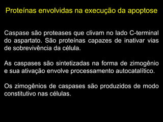 Proteínas envolvidas na execução da apoptose
Caspase são proteases que clivam no lado C-terminal
do aspartato. São proteínas capazes de inativar vias
de sobrevivência da célula.
As caspases são sintetizadas na forma de zimogênio
e sua ativação envolve processamento autocatalítico.
Os zimogênios de caspases são produzidos de modo
constitutivo nas células.

 