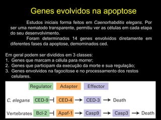 Genes evolvidos na apoptose
Estudos iniciais forma feitos em Caenorhabditis elegans. Por
ser uma nematodo transparente, permitiu ver as células em cada etapa
do seu desenvolvimento.
Foram determinados 14 genes envolvidos diretamente em
diferentes fases da apoptose, demominados ced.
Em geral podem ser divididos em 3 classes:
1. Genes que marcam a célula para morrer;
2. Genes que participam da execução da morte e sua regulação;
3. Genes envolvidos na fagocitose e no processamento dos restos
celulares.

 