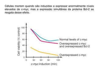 Células morrem quando são induzidas a expressar anormalmente níveis
elevados de c-myc, mas a expressão simultânea da proteína Bcl-2 as
resgata desse efeito.

 