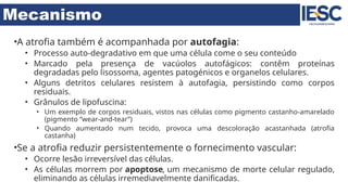 Mecanismo
•A atrofia também é acompanhada por autofagia:
• Processo auto-degradativo em que uma célula come o seu conteúdo
• Marcado pela presença de vacúolos autofágicos: contêm proteínas
degradadas pelo lisossoma, agentes patogénicos e organelos celulares.
• Alguns detritos celulares resistem à autofagia, persistindo como corpos
residuais.
• Grânulos de lipofuscina:
• Um exemplo de corpos residuais, vistos nas células como pigmento castanho-amarelado
(pigmento “wear-and-tear”)
• Quando aumentado num tecido, provoca uma descoloração acastanhada (atrofia
castanha)
•Se a atrofia reduzir persistentemente o fornecimento vascular:
• Ocorre lesão irreversível das células.
• As células morrem por apoptose, um mecanismo de morte celular regulado,
eliminando as células irremediavelmente danificadas.
 