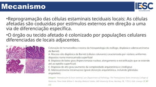 Mecanismo
•Reprogramação das células estaminais teciduais locais: As células
afetadas são coduzidas por estímulos externos em direção a uma
via de diferenciação específica.
•O órgão ou tecido afetado é colonizado por populações celulares
diferenciadas de locais adjacentes.
 