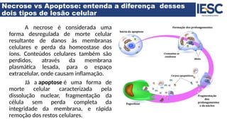 Necrose vs Apoptose: entenda a diferença desses
dois tipos de lesão celular
A necrose é considerada uma
forma desregulada de morte celular
resultante de danos às membranas
celulares e perda da homeostase dos
íons. Conteúdos celulares também são
perdidos, através da membrana
plasmática lesada, para o espaço
extracelular, onde causam inflamação.
Já a apoptose é uma forma de
morte celular caracterizada pela
dissolução nuclear, fragmentação da
célula sem perda completa da
integridade da membrana, e rápida
remoção dos restos celulares.
 