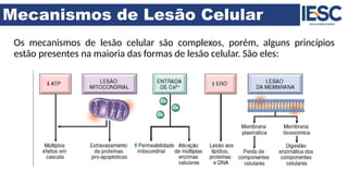 Mecanismos de Lesão Celular
Os mecanismos de lesão celular são complexos, porém, alguns princípios
estão presentes na maioria das formas de lesão celular. São eles:
 
