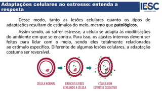 Adaptações celulares ao estresse: entenda a
resposta
Desse modo, tanto as lesões celulares quanto os tipos de
adaptações resultam de estímulos do meio, mesmo que patológicos.
Assim sendo, ao sofrer estresse, a célula se adapta às modificações
do ambiente em que se encontra. Para isso, os ajustes internos devem ser
feitos para lidar com o meio, sendo eles totalmente relacionados
ao estímulo específico. Diferente de algumas lesões celulares, a adaptação
costuma ser reversível.
 