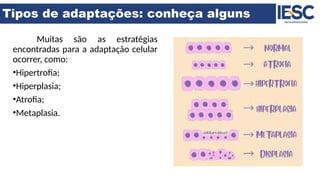 Tipos de adaptações: conheça alguns
Muitas são as estratégias
encontradas para a adaptação celular
ocorrer, como:
•Hipertrofia;
•Hiperplasia;
•Atrofia;
•Metaplasia.
 