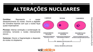 ALTERAÇÕES NUCLEARES
Cariólise: Representa o quase
desaparecimento do núcleo. Ocorre a digestão
da cromatina fazendo com q...