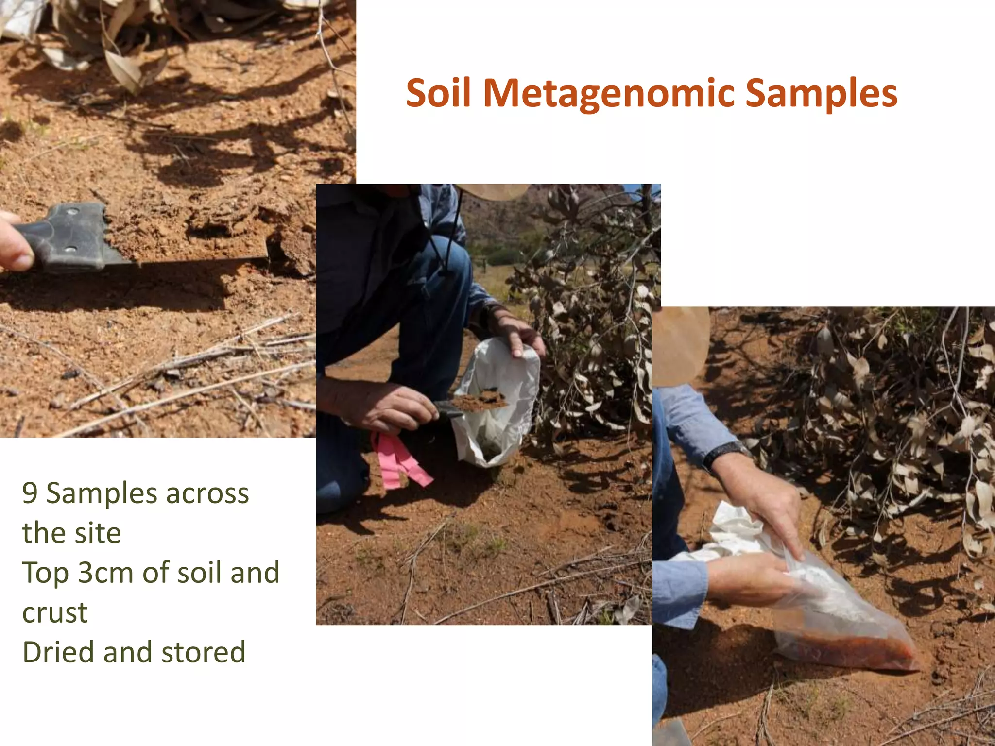 Soil Metagenomic Samples
9 Samples across
the site
Top 3cm of soil and
crust
Dried and stored
 
