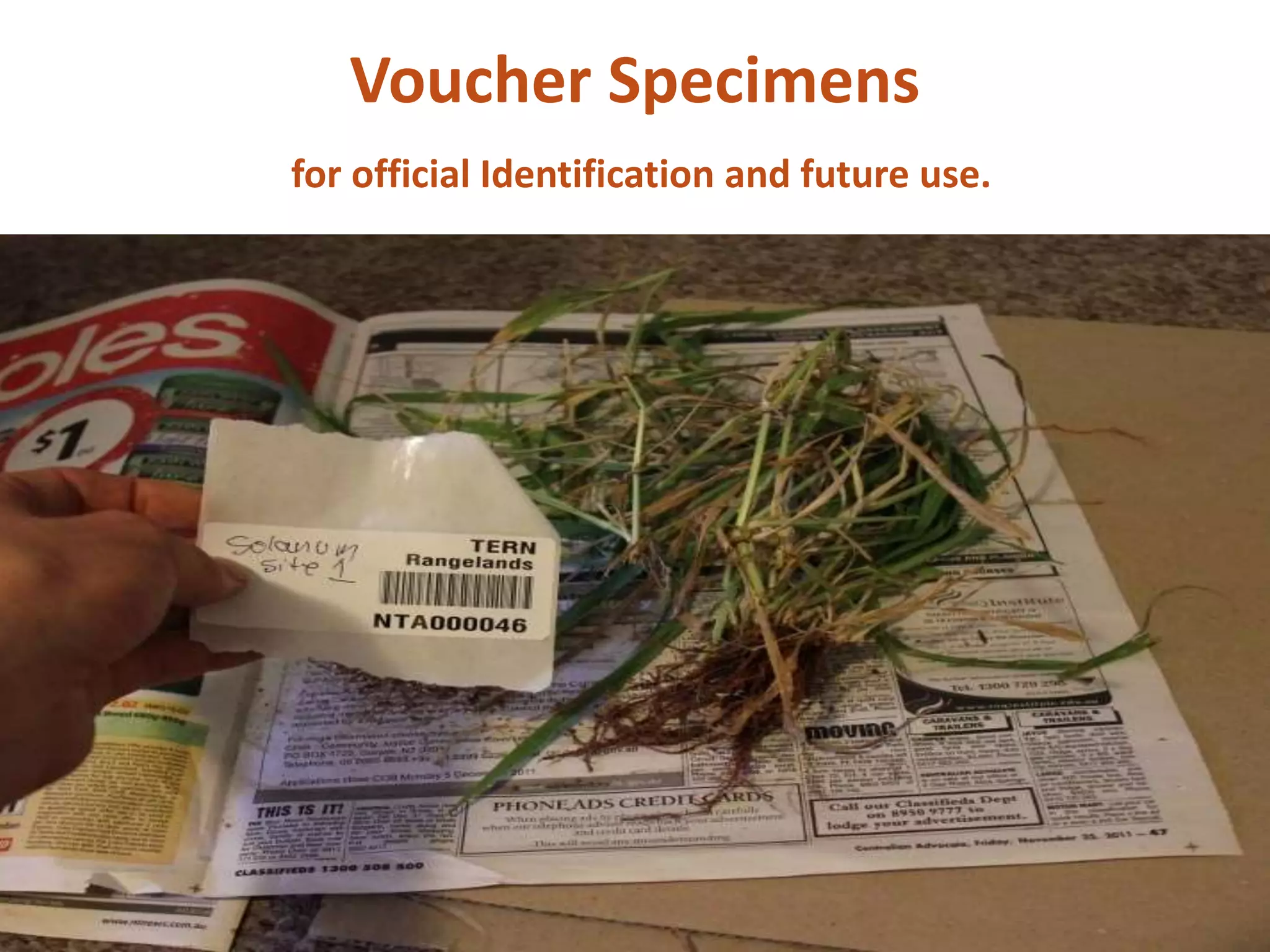 Voucher Specimens
for official Identification and future use.
 