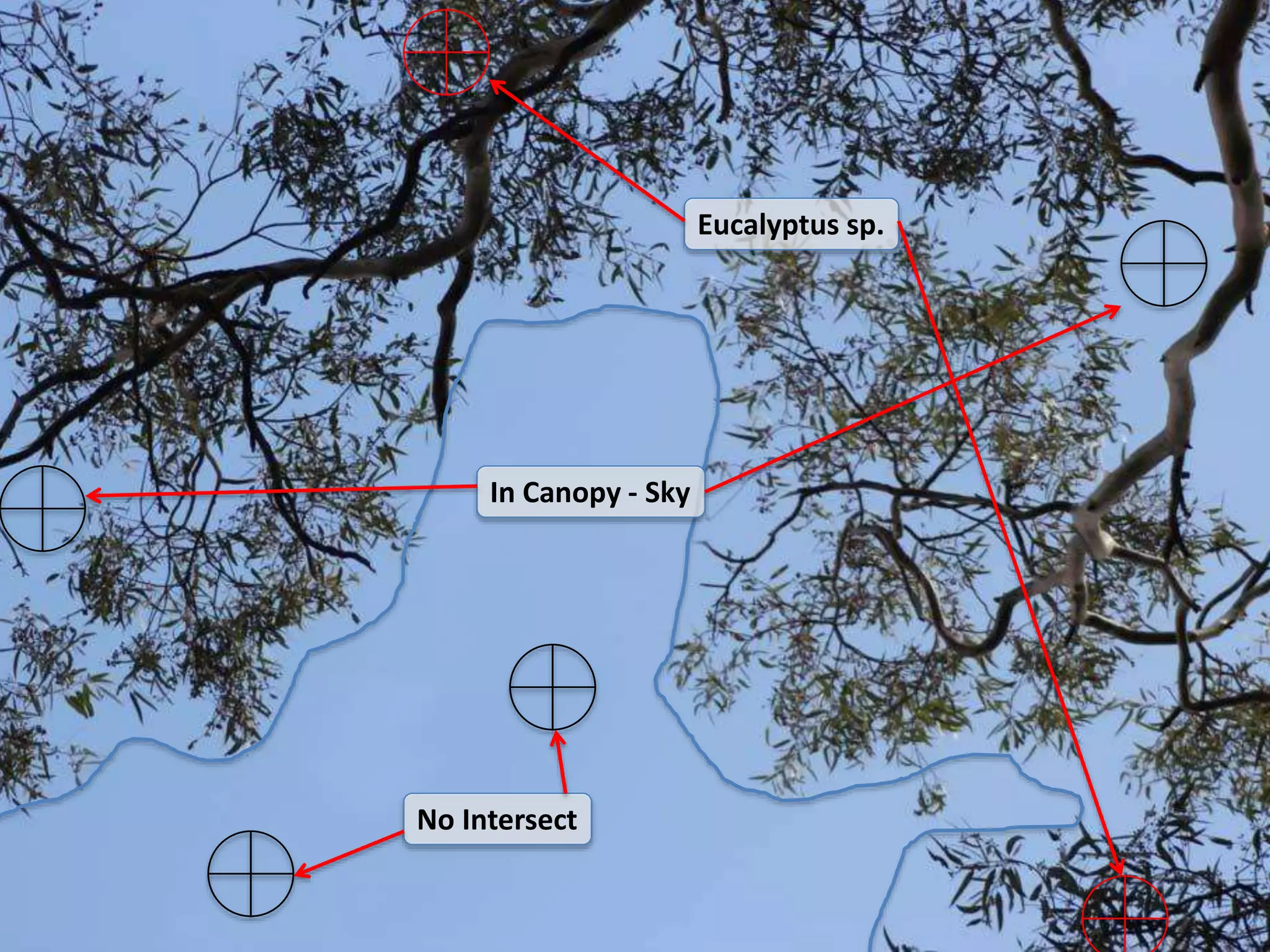 No Intersect
In Canopy - Sky
Eucalyptus sp.
 