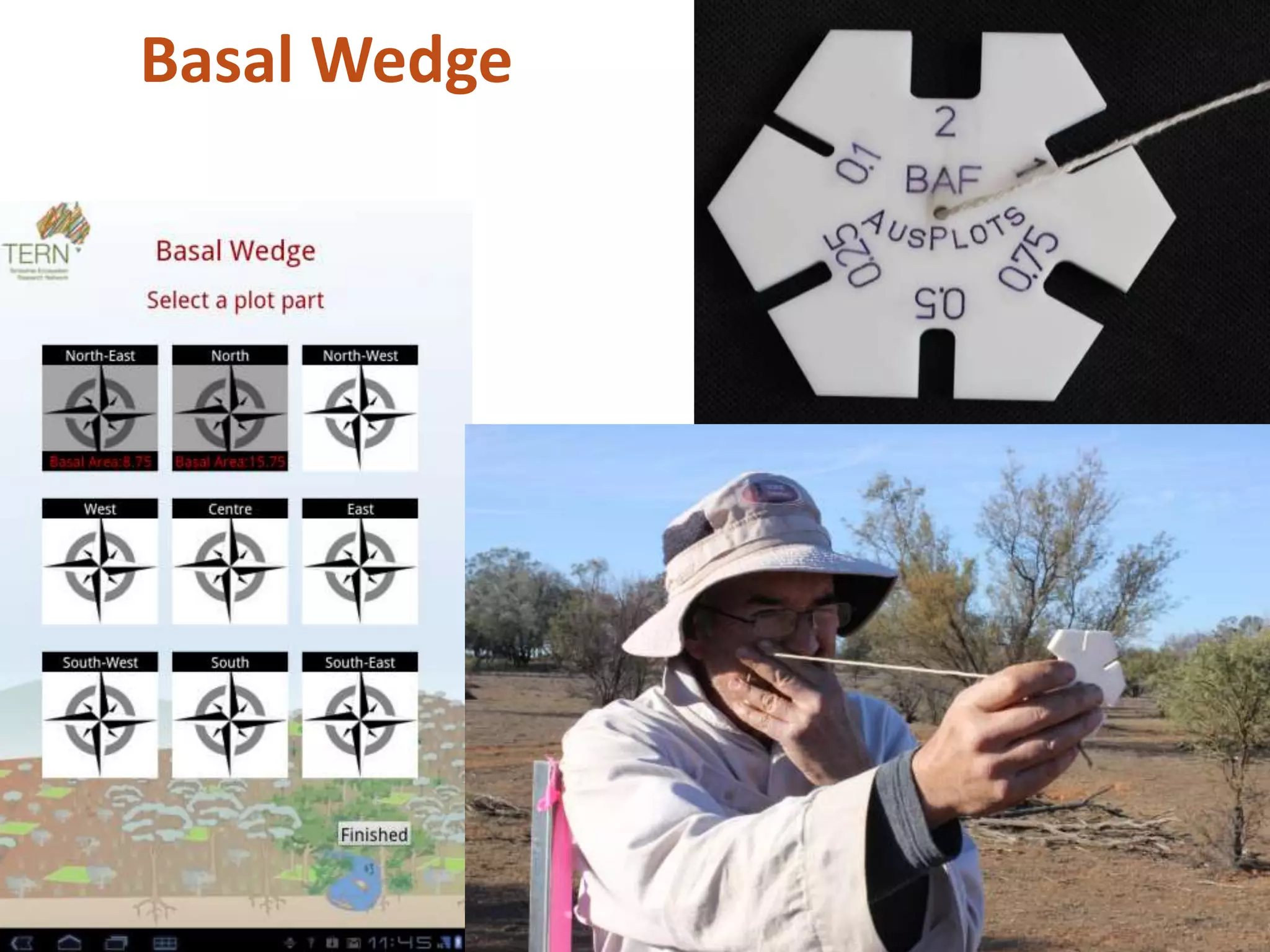 Basal Wedge
 