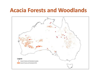 Acacia Forests and Woodlands
 