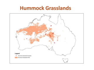 Hummock Grasslands
 