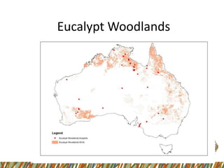 Eucalypt Woodlands
 