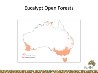 Eucalypt Open Forests
 