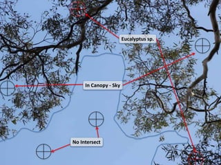 No Intersect
In Canopy - Sky
Eucalyptus sp.
 