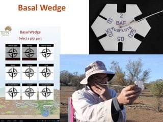Basal Wedge
 
