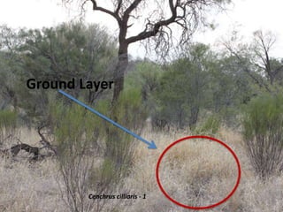 Ground Layer
Cenchrus cilliaris - 1
 