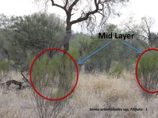 Mid Layer
Senna artemisioides ssp. Filifolia - 1
 