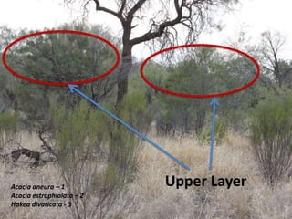 Upper LayerAcacia aneura – 1
Acacia estrophiolata – 2
Hakea divaricata - 3
 