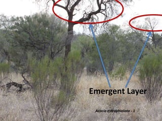 Emergent Layer
Acacia estrophiolata - 1
 