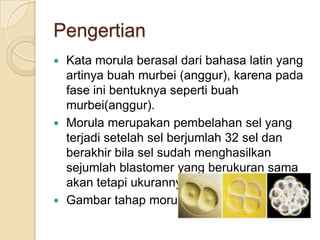 Pengertian
Kata morula berasal dari bahasa latin yang
artinya buah murbei (anggur), karena pada
fase ini bentuknya seperti buah
murbei(anggur).
Morula merupakan pembelahan sel yang
terjadi setelah sel berjumlah 32 sel dan
berakhir bila sel sudah menghasilkan
sejumlah blastomer yang berukuran sama
akan tetapi ukurannya lebih kecil.
Gambar tahap morula,
