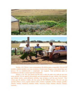 Acima, o Sr. Oscar e seus compradores (da direita para a esquerda). Ele tem 04
estufas e planta também aos seus arredores. Conta como chegou e com muita luta, aos
poucos foi se estabelecendo e ampliando seu negócio. Terá problemas para se
restabelecer, devido o espaço que tem atualmente.
Abaixo, o Sr. Pio, que planta em 04 lotes e sabe de onde veio cada pé que tem
neste quintal. Aí ele aparece procurando um moranguinho do que sobrou, mas garante
que rendeu muito, nesta primeira safrinha, mas só para o uso da casa mesmo... Das
coisas que ele planta e vende, ele tira cerca de R$ 600,00 mensais. Ele tem em seu
quintal, alfaces, couve, agrião, cheiro verde, coentro, espinafre, taioba, mangas, goiaba,
chuchu, tomate, mandioca, mamão, limão, mexerica, feijão, banana, abacate, laranja,
cenoura...
 