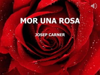 MOR UNA ROSA
   JOSEP CARNER
 