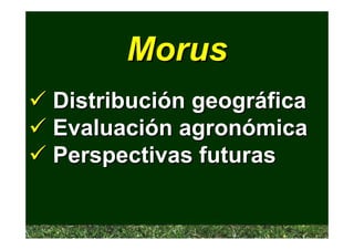 Morus
Distribución geográfica
Evaluación agronómica
Perspectivas futuras
 