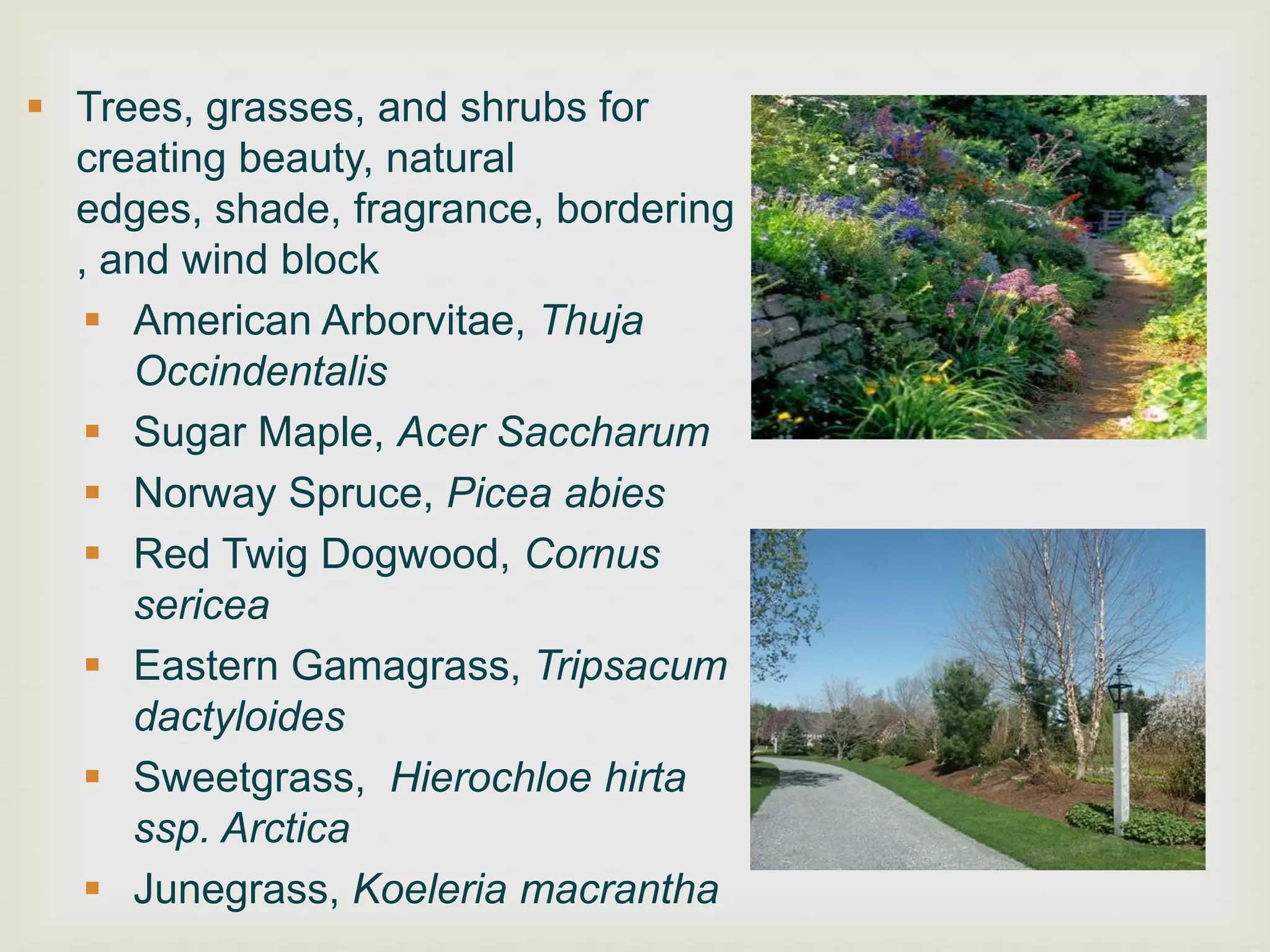  Trees, grasses, and shrubs for
  creating beauty, natural
  edges, shade, fragrance, bordering
  , and wind block
    American Arborvitae, Thuja
     Occindentalis
    Sugar Maple, Acer Saccharum
    Norway Spruce, Picea abies
    Red Twig Dogwood, Cornus
     sericea
    Eastern Gamagrass, Tripsacum
     dactyloides
    Sweetgrass, Hierochloe hirta
     ssp. Arctica
    Junegrass, Koeleria macrantha
 