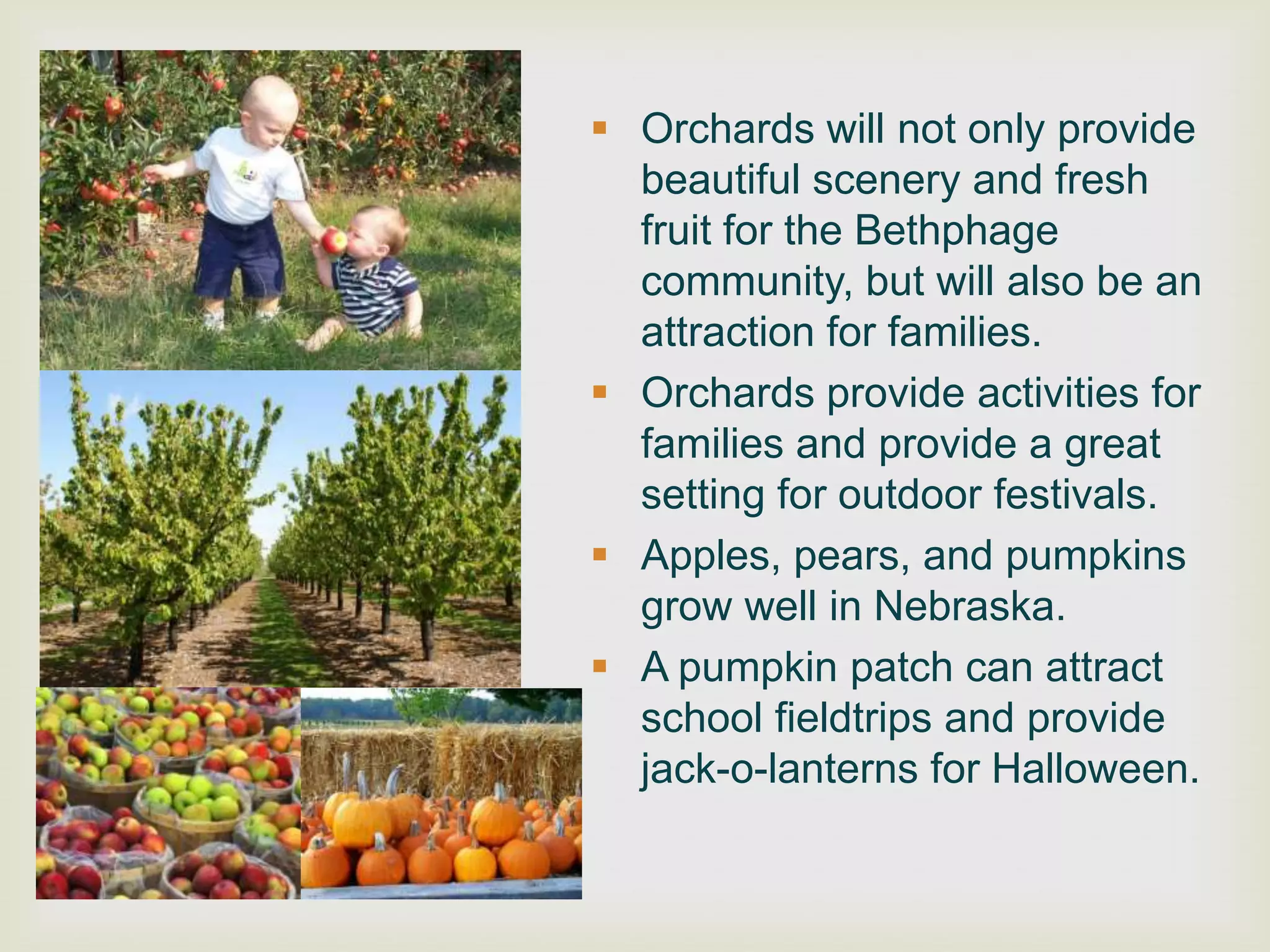  Orchards will not only provide
  beautiful scenery and fresh
  fruit for the Bethphage
  community, but will also be an
  attraction for families.
 Orchards provide activities for
  families and provide a great
  setting for outdoor festivals.
 Apples, pears, and pumpkins
  grow well in Nebraska.
 A pumpkin patch can attract
  school fieldtrips and provide
  jack-o-lanterns for Halloween.
 