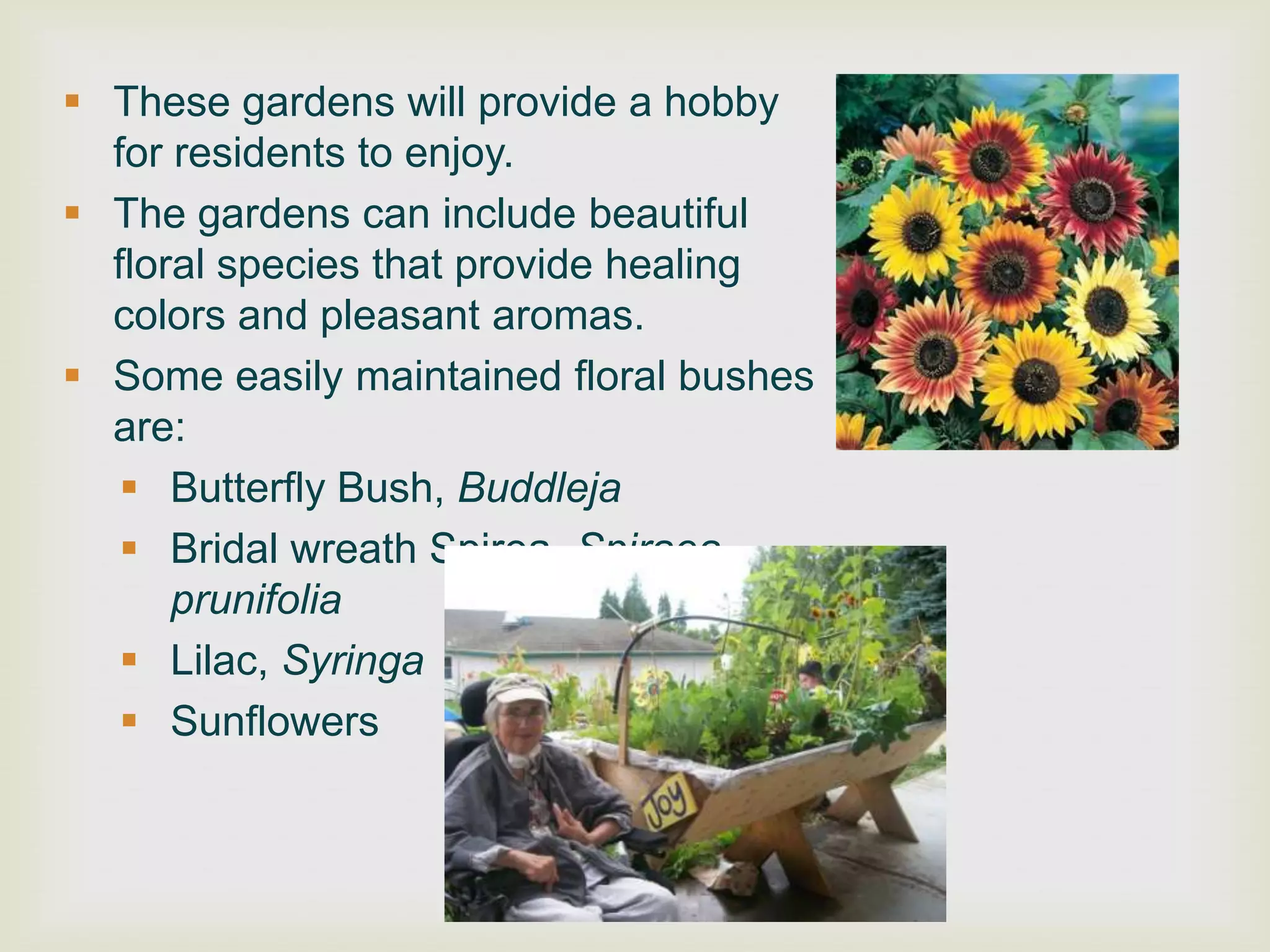  These gardens will provide a hobby
  for residents to enjoy.
 The gardens can include beautiful
  floral species that provide healing
  colors and pleasant aromas.
 Some easily maintained floral bushes
  are:
    Butterfly Bush, Buddleja
    Bridal wreath Spirea, Spiraea
      prunifolia
    Lilac, Syringa
    Sunflowers
 